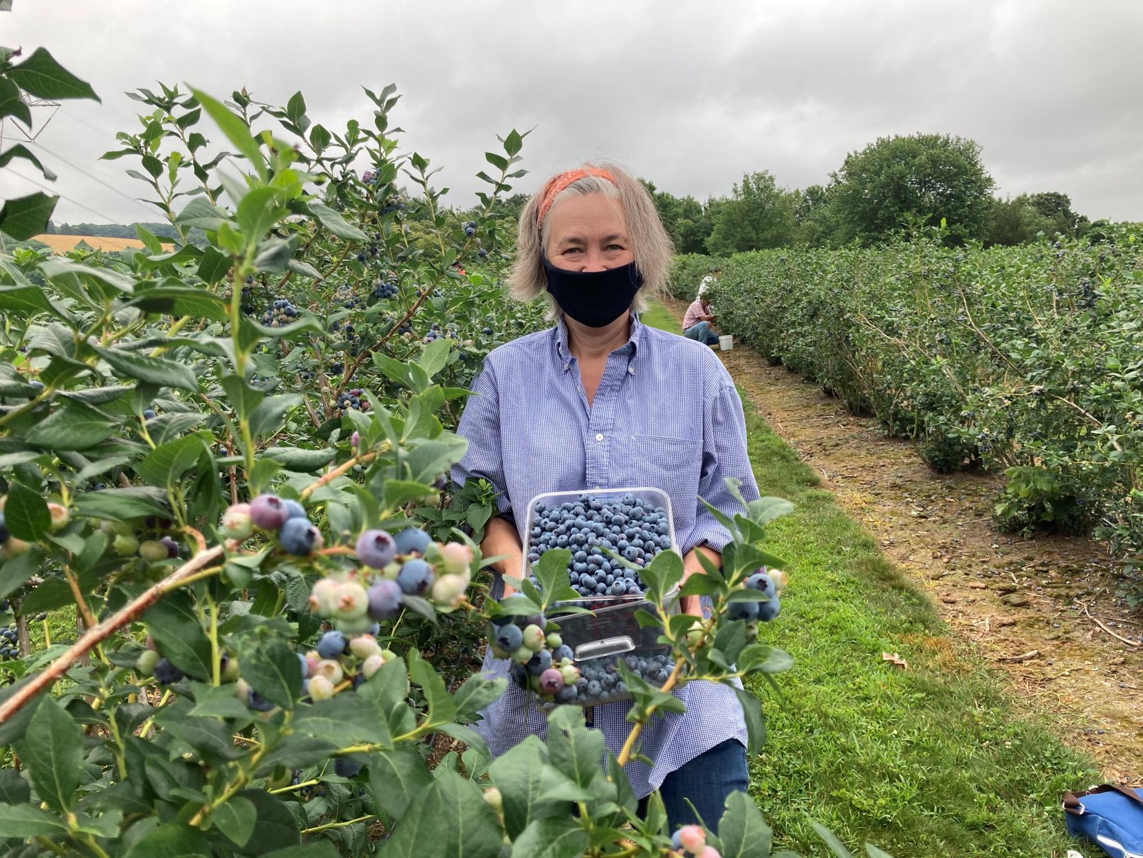 Blueberries Kim